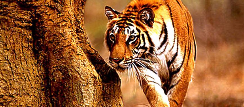 Hora para salvar a los grandes felinos