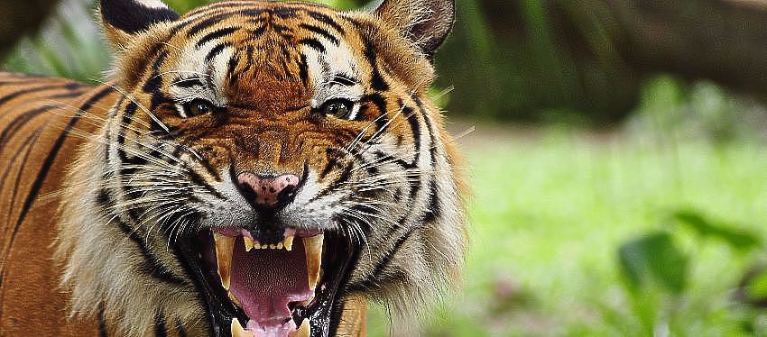Aumenta la población de tigres en Madhya Pradesh - India