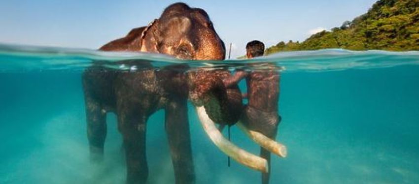 Paquetes turísticos de Kerala atrae a amantes de la naturaleza
