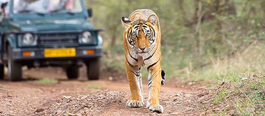 Vida silvestre de Rajasthan Tour de invierno ofertas 2016-17